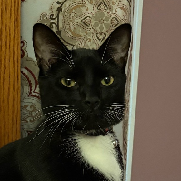 lilackitty30